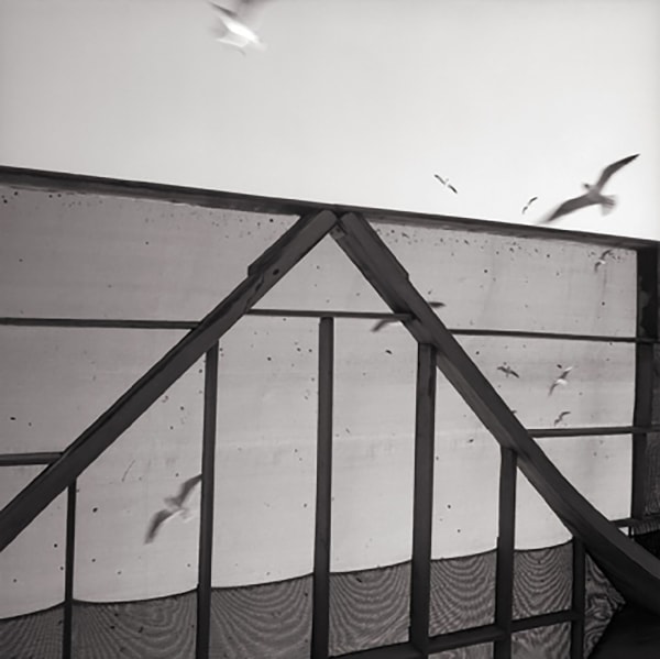 Graciela Iturbide Untitled, Isla del Padre, Gulf of Mexico, South Texas series, 2004 Pigment print on Hahnemuhle Photo Rag watercolor paper. 33 x 33 in 83.8 x 83.8 cm AP