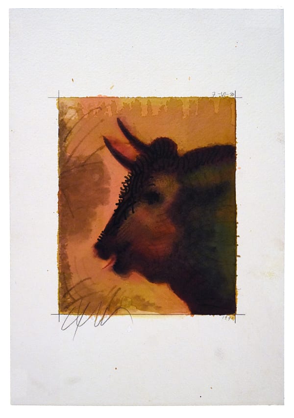 Toro