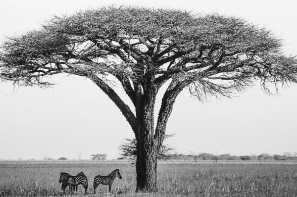 Tito West Zebra under Acacia Tree, Tanzania, 2017 Archival pigment print on cotton paper 17 x 22 in 43.2 x 55.9 cm Edition of 5 plus 2 artist's proofs