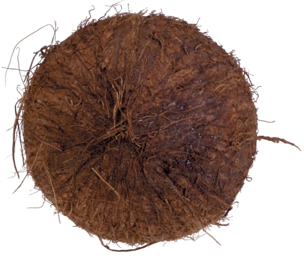 Coconut: Outer Shell, 1997
