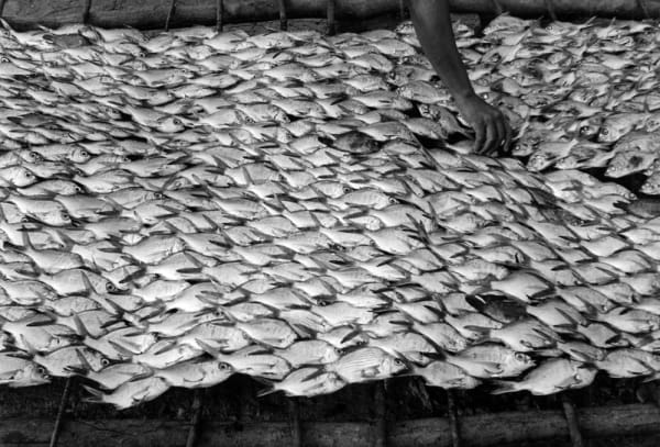 Pescaditos de Oaxaca Oaxaca, México