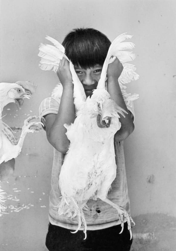 El Gallo, Juchitán, México