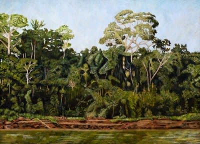 Pedro Diego Alvarado-Rivera SELVA AMAZÓNICA, 2012 Oil on linen 29.3 x 40.8 in 74.3 x 103.5 cm