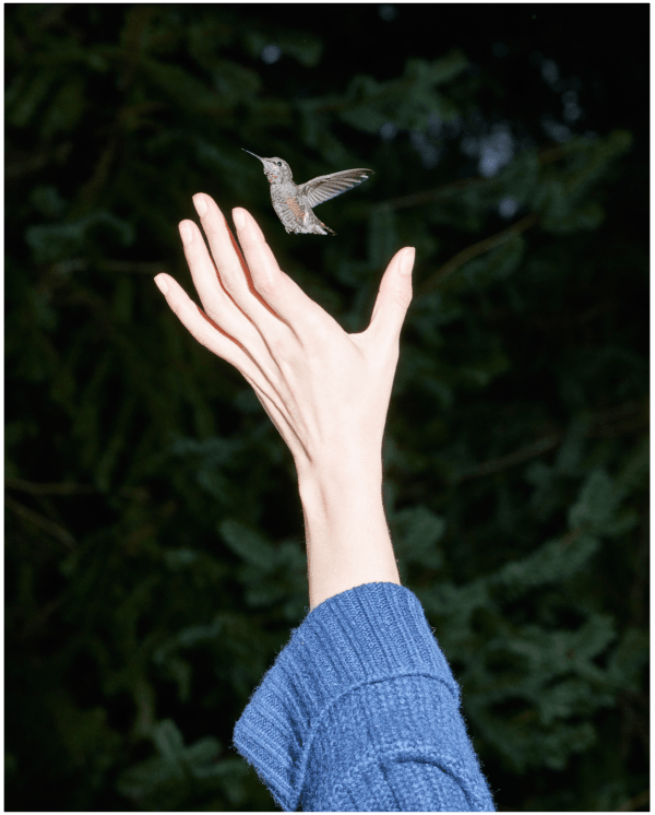 Sage Szkabarnicki-Stuart, Anna's Hummingbird, 2020