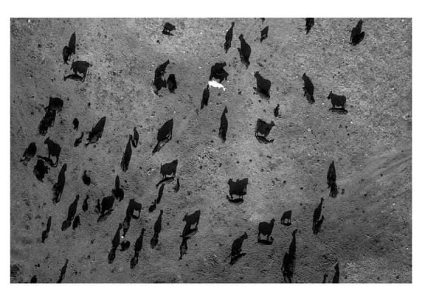 Tomas van Houtryve, Stock & Drought, 2013