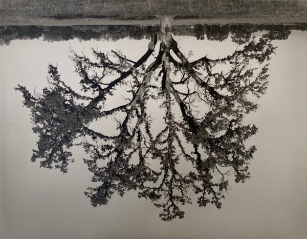 Rodney Graham, Oak Tree, Red Bluff (4), 1995