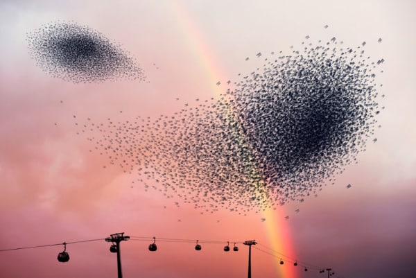 Alain Delorme, Murmuration #13, 2014
