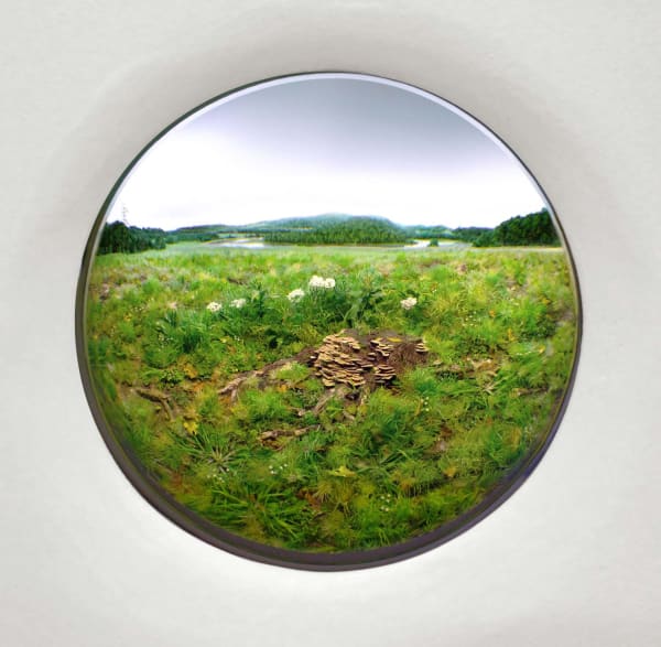 Patrick Jacobs, Oak stump with polypore