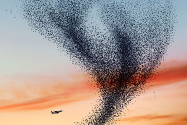 Alain Delorme, Murmuration #11, 2014