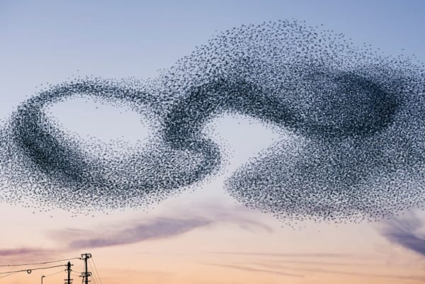 Alain Delorme, Murmuration #05, 2014