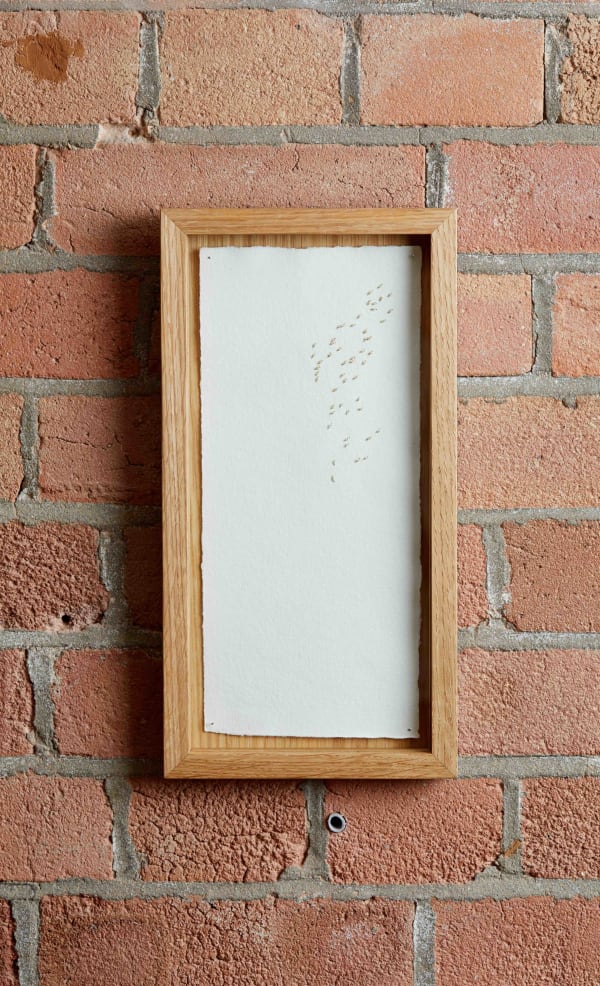 Katie Spragg, Panicum Sparkling Fountain Grass, 2024
