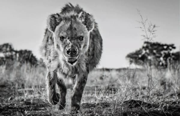 David Yarrow, No Laughing Matter