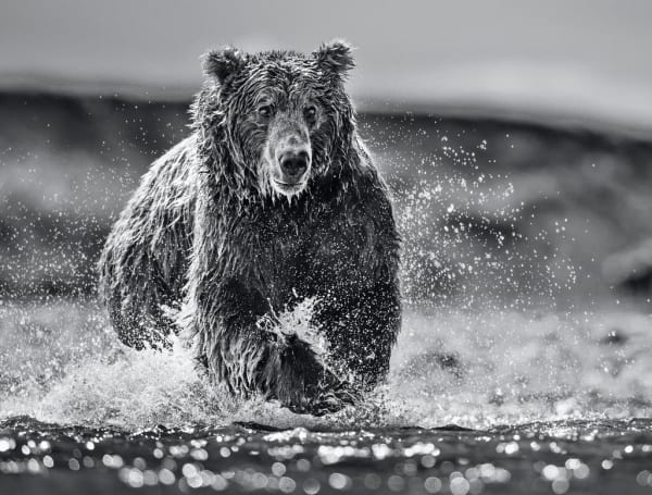 David Yarrow, The Happy Bear, 2017