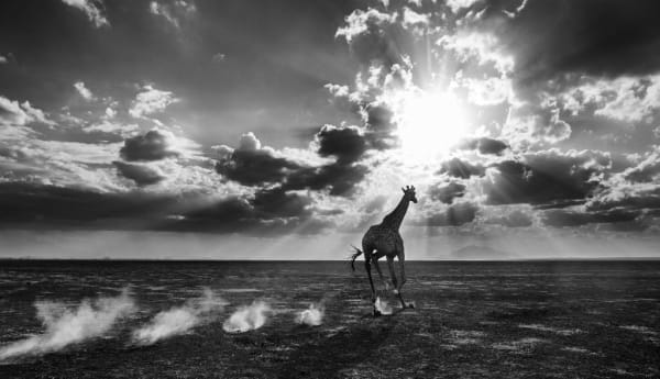 David Yarrow, Heaven Can Wait 2, 2014