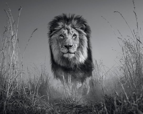 David Yarrow, The King and I