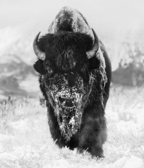 David Yarrow, The Snowman, 2023