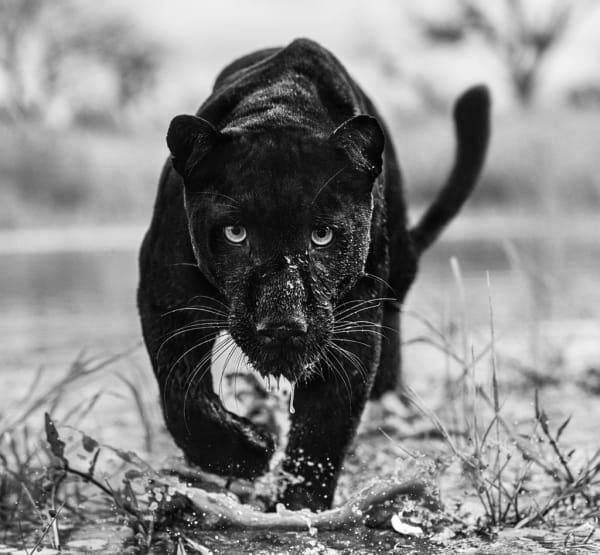 David Yarrow, Marvel, 2022