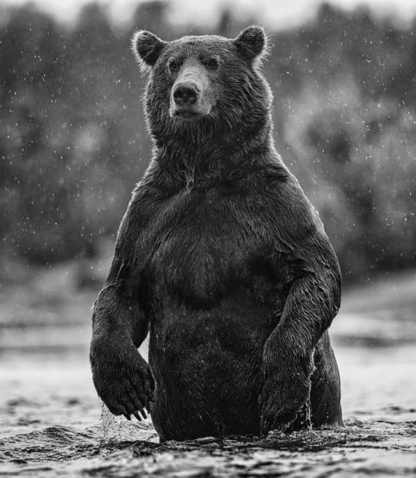 David Yarrow, Brutus, 2021