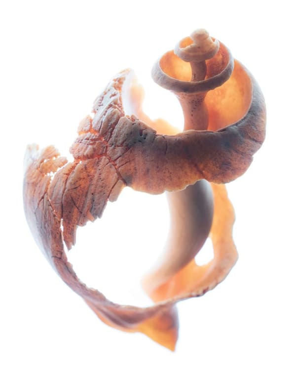 Kit Noble, Spiral, 2019