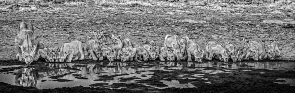 David Yarrow, One for the Road, 2020