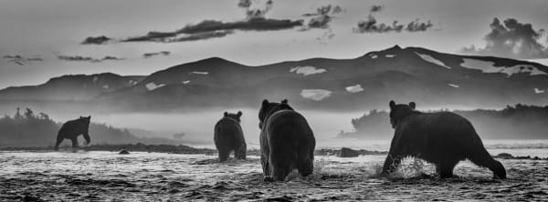 David Yarrow, Bear Market, 2023