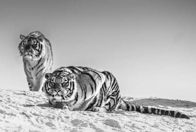 David Yarrow, Goodnight Mr Bond