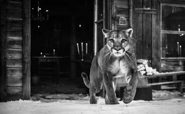 David Yarrow, The Landlord (Standard), 2015
