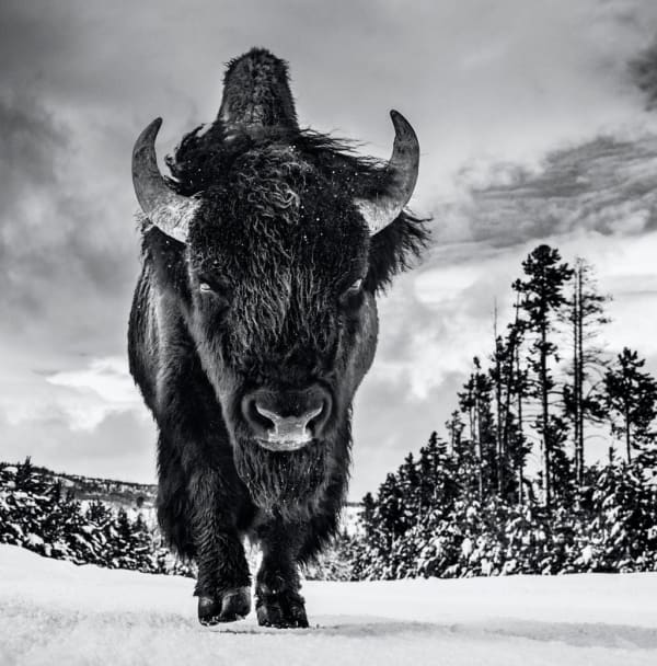 David Yarrow, American Idol II, 2022