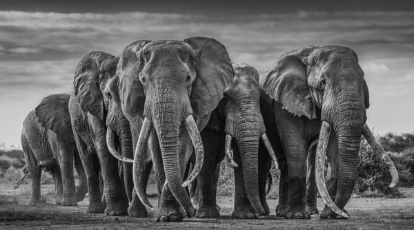 David Yarrow, The Pack, 2020