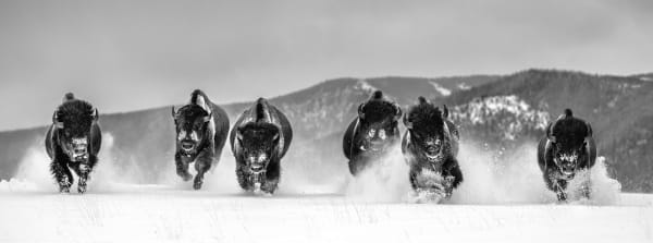 David Yarrow, The Bills, 2021