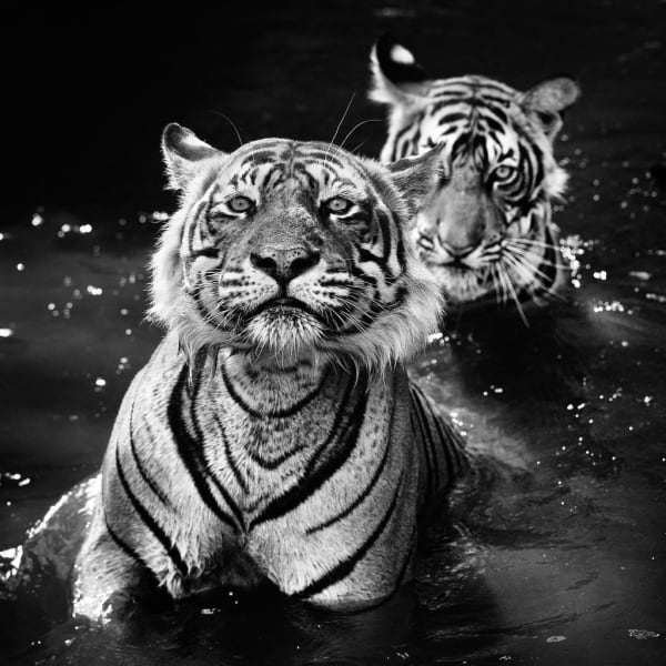 David Yarrow, Jungle Book Stories, 2013