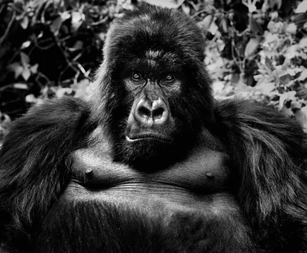 David Yarrow, King Kong, 2011