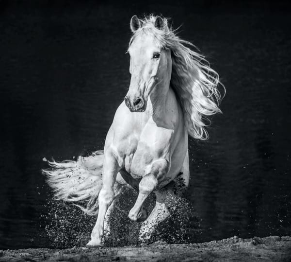 David Yarrow, Horsepower, 2020