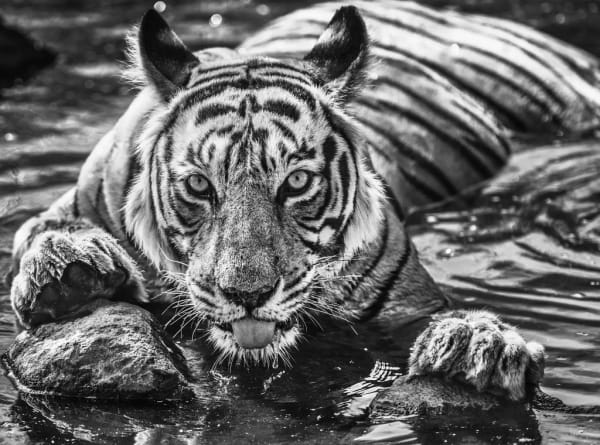 David Yarrow, The Queen of Ranthambore, 2018