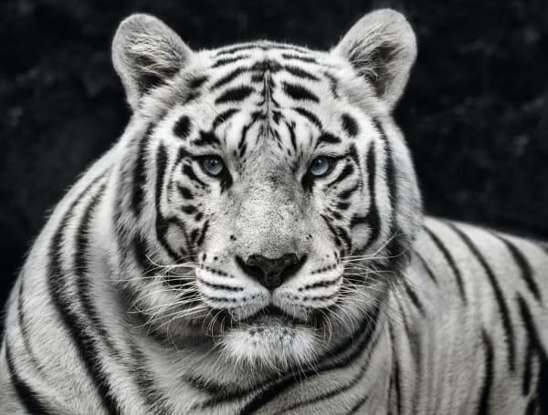 David Yarrow, Mohan, 2022