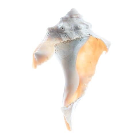 Kit Noble, Dance, 2019