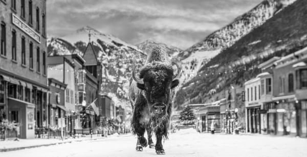 David Yarrow, The Bison on Main II, 2024