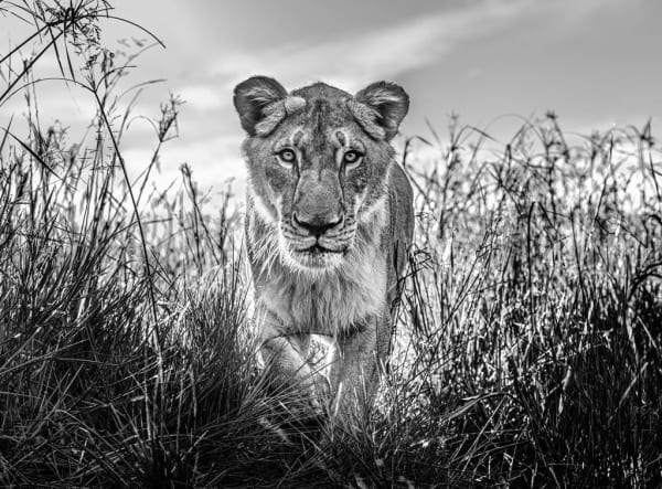 David Yarrow, The Hunter, 2022