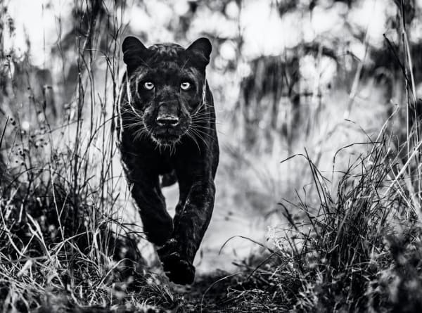 David Yarrow, Black Panther Returns, 2019