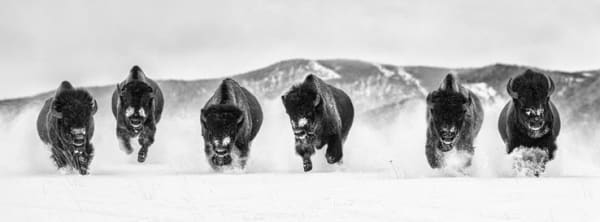 David Yarrow, The Bills III, 2022