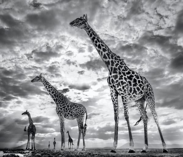 David Yarrow, Keeping Up With The Crouches, 2019