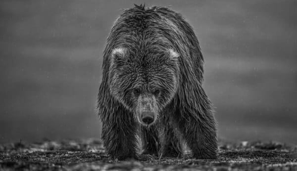 David Yarrow, Bearish III, 2021