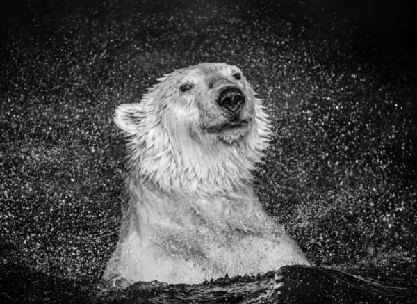 David Yarrow, Open Water, 2018