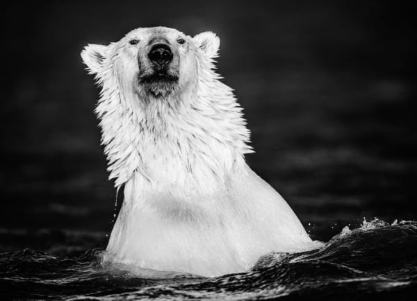 David Yarrow, The Fur Coat