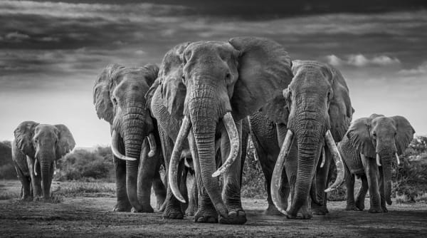 David Yarrow, The Mob, 2019