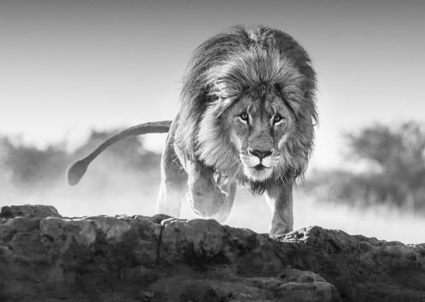 David Yarrow, Relentless, 2017