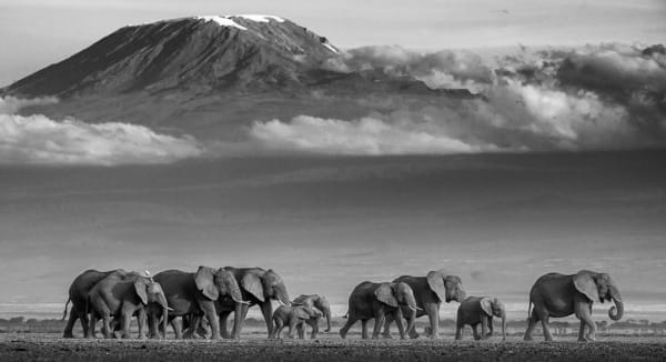 David Yarrow, Walk The Line, 2019
