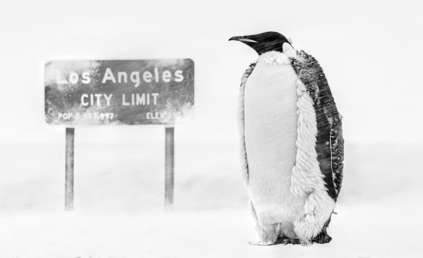 David Yarrow, LA Baby