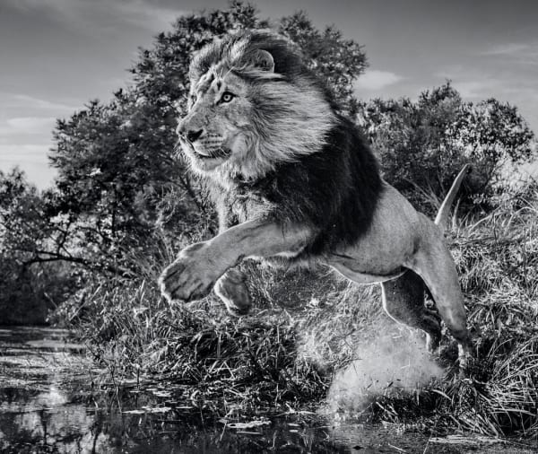 David Yarrow, First Down, 2020