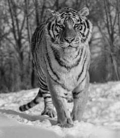 David Yarrow, A View To Kill